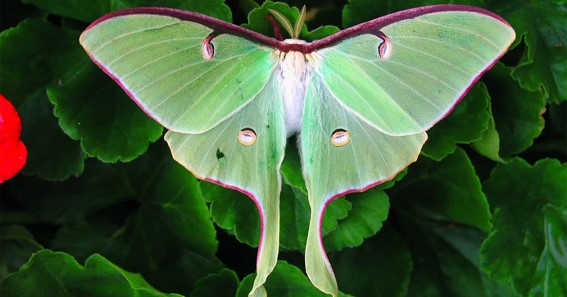 Luna moth 