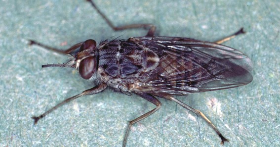 Tsetse flies